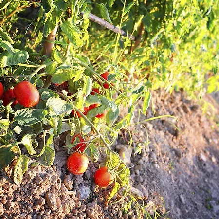 Tenuta La Santissima San Rocco a Pilli